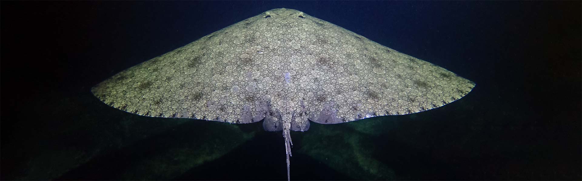 Variegated Butterflyray: Unveiling the Intriguing World of These Mesmerizing Marine Creatures